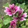 Фото профиля Aoi Kaduki