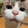Profilbild von ニャンパワー【日本を護りたい】