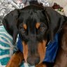 Profilbild von RESOLUTE Dobie