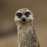 Are Meerkats Marxist ?'s profile picture