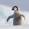 Profilbild von Penguin ๐ณ๏ธโโง๏ธ