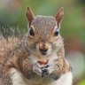 TheSquirreliestOne profil fotoğrafı