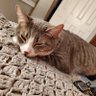 Profilbild von Kirby is a Cat fan