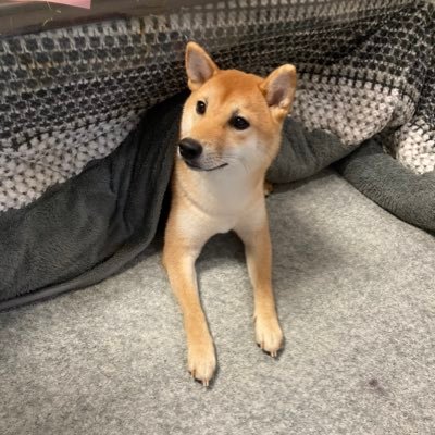 柴犬ぽん☆柴犬あめ's profile picture