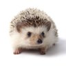 Hedge Hog profil fotoğrafı