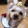🐔こっこ🐥's profile picture