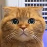 akiko's profile picture