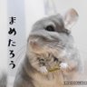 まめた@向日葵's profile picture
