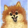 An Angry Pomeranian 生氣的博美 / 韓子 的头像