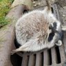 やぼすけ's profile picture