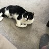 Lizzytish profil fotoğrafı