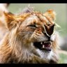 Фото профиля blue_lion