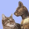 Фото профиля 🐱🌵George 🐾Bernard 🌴Shaw🇵🇸🦁🦌🌺🌴S🕊️🇵🇸☮