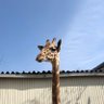虹色's profile picture