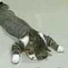 Alba Neko 的头像