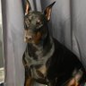 jennifergidget's profile picture