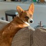 🍊 Doctor Big Dog 🍊 profil fotoğrafı