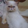 AHMET ZİYAEDDİN's profile picture