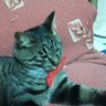 ノン太郎's profile picture