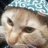 猫泥棒R 的头像