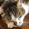 Фото профиля 猫まんま17歳用🐈🍉