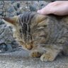 ミッチェル・ガント profil fotoğrafı