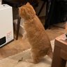 猫好きマン🐈 的头像