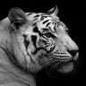 隠密同心 profil fotoğrafı