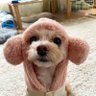 Фото профиля まろこちゃん