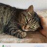 ななしのしんちゃん profil fotoğrafı