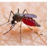 Mosquito bites's profile picture