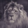 Profilbild von Lionheart6771