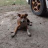 Profilbild von Risto Dogbone