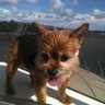 Mr Bubs ( dog influencer)'s profile picture