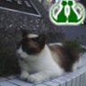 とこちんtoma 😸🐍 的头像