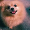🦔りぼんちゃん profil fotoğrafı