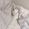 もゆ profil fotoğrafı