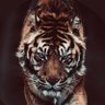 نبض ⏱'s profile picture