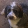Profilbild von Harry Schmedlapp