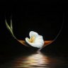 诺亚Noah's profile picture