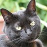 Profilbild von 丘猫🐈⬛黒猫ななこ