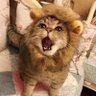 TAKAちゃん🐈❄️ 的头像