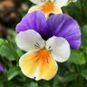 Pansy Taiwan's profile picture