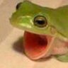 Profilbild von frog