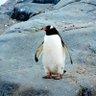 Chilly Willy's profile picture