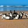Anti-war Crab profil fotoğrafı