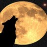 mikimon🐺 profil fotoğrafı