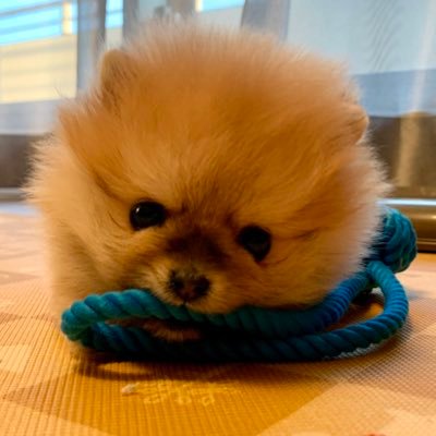 ミサイル's profile picture