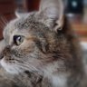 Dixi profil fotoğrafı
