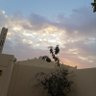 ماجد هزازي 的头像